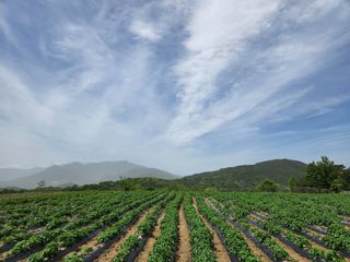 금우님의 감자 · 영농일지 작성글 사진