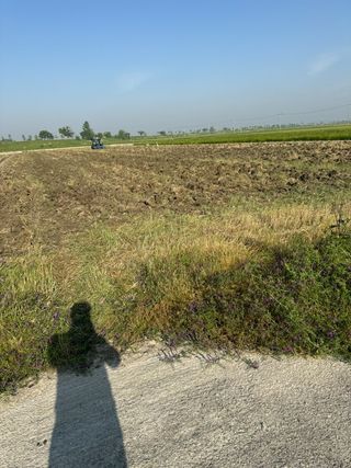 사랑의 전령사❤순우님의 벼 · 자유게시판 작성글 사진