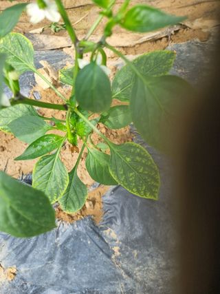 강희태님의 고추 · 병해충상담 작성글 사진