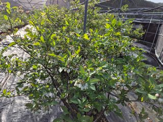 참깨17081님의 블루베리 · 영농일지 작성글 사진