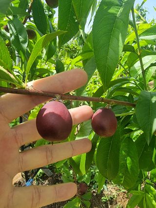 해찬들농원님의 복숭아 · 병해충상담 작성글 사진