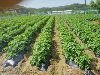 김동수 님의 5월 내 작물 자랑하기 · 참여글 작성글 사진