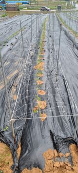 팜모닝 고추·영농일지 게시글 이미지