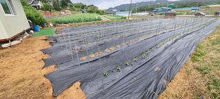 이상직님의 고추 · 영농일지 작성글 사진