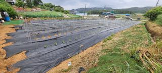 이상직님의 고추 · 영농일지 작성글 사진