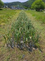 팜모닝 마늘·영농일지 게시글 이미지