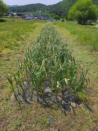 MJ님의 마늘 · 영농일지 작성글 사진