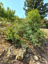 팜모닝 자유주제·자유게시판 게시글 이미지