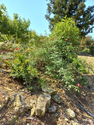 느랫골농장 가족님의 자유주제 · 자유게시판 작성글 사진