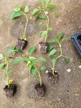 팜모닝 자유주제·자유게시판 게시글 이미지