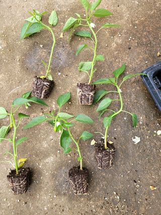 조상길님의 자유주제 · 자유게시판 작성글 사진