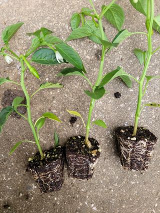 조상길님의 자유주제 · 자유게시판 작성글 사진