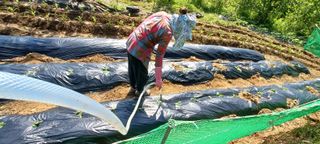 보령 게으른농부님의 고구마 · 영농일지 작성글 사진