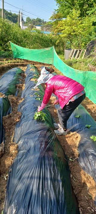 보령 게으른농부님의 고구마 · 영농일지 작성글 사진