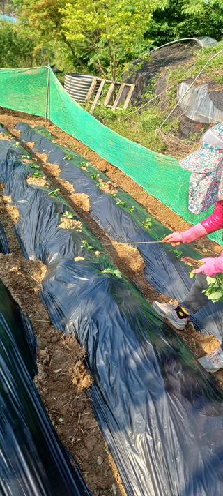 보령 게으른농부님의 고구마 · 영농일지 작성글 사진