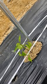 팜모닝 농사, 무엇이든 물어보세요!·참여글 게시글 이미지