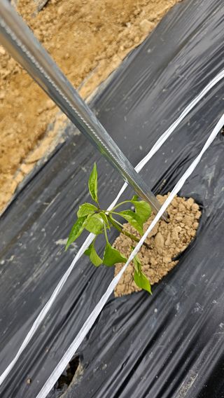 이부균님의 농사, 무엇이든 물어보세요! · 참여글 작성글 사진