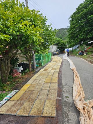 땅끝해남님의 벼 · 영농일지 작성글 사진