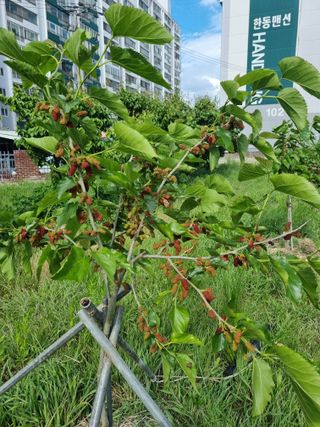 포항종미님의 기타작물 · 영농일지 작성글 사진