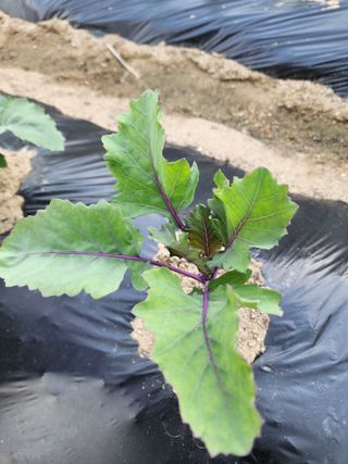 고리라님의 농사, 무엇이든 물어보세요! · 참여글 작성글 사진