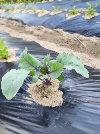 고리라님의 농사, 무엇이든 물어보세요! · 참여글 작성글 사진