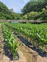 팜모닝 5월 내 작물 자랑하기·참여글 게시글 이미지