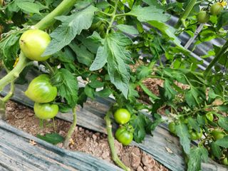 미소김님의 자유주제 · 자유게시판 작성글 사진