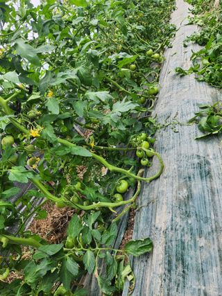 미소김님의 자유주제 · 자유게시판 작성글 사진