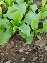 팜모닝 농사, 무엇이든 물어보세요!·참여글 게시글 이미지