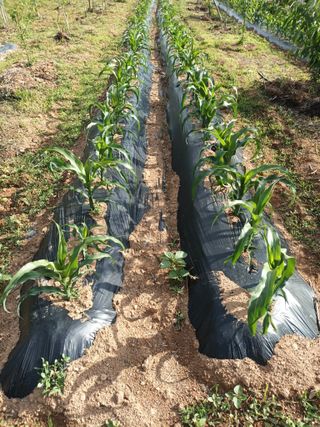 정희군님의 5월 내 작물 자랑하기 · 참여글 작성글 사진