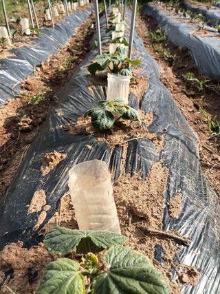 정희군님의 5월 내 작물 자랑하기 · 참여글 작성글 사진