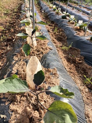 정희군님의 5월 내 작물 자랑하기 · 참여글 작성글 사진