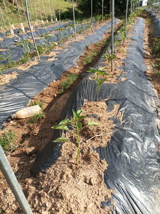 정희군님의 5월 내 작물 자랑하기 · 참여글 작성글 사진