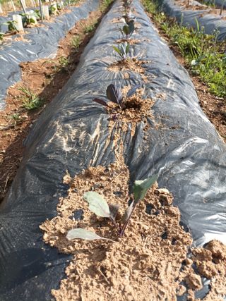 정희군님의 5월 내 작물 자랑하기 · 참여글 작성글 사진