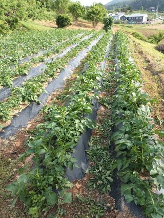 정희군님의 5월 내 작물 자랑하기 · 참여글 작성글 사진