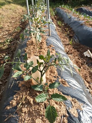 정희군님의 5월 내 작물 자랑하기 · 참여글 작성글 사진