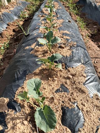 정희군님의 5월 내 작물 자랑하기 · 참여글 작성글 사진