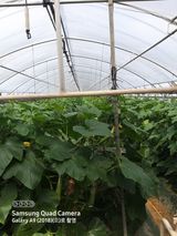 팜모닝 호박·영농일지 게시글 이미지