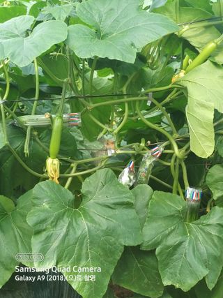 알 수 없음님의 5월 내 작물 자랑하기 · 참여글 작성글 사진