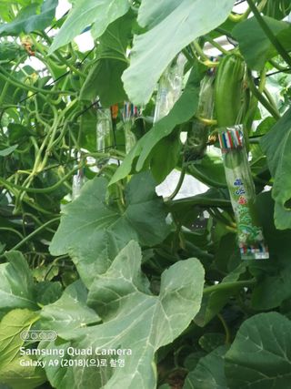 알 수 없음님의 5월 내 작물 자랑하기 · 참여글 작성글 사진