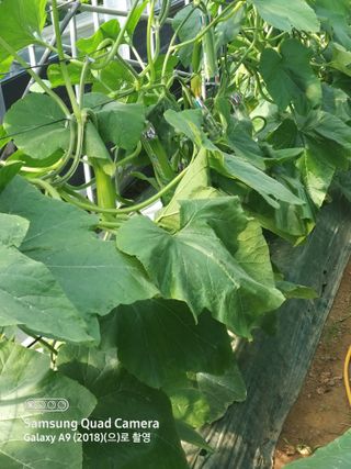 알 수 없음님의 5월 내 작물 자랑하기 · 참여글 작성글 사진