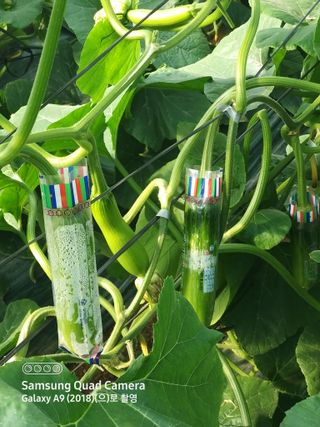 알 수 없음님의 5월 내 작물 자랑하기 · 참여글 작성글 사진