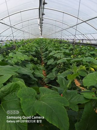 알 수 없음님의 5월 내 작물 자랑하기 · 참여글 작성글 사진