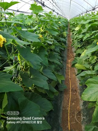 알 수 없음님의 5월 내 작물 자랑하기 · 참여글 작성글 사진