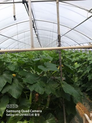 알 수 없음님의 5월 내 작물 자랑하기 · 참여글 작성글 사진