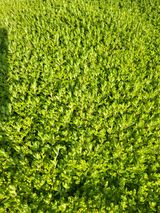 팜모닝 · 게시글 이미지