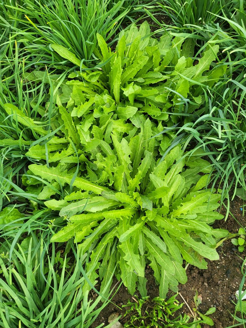 문보라님의 장터 판매 상품 [아스파라거스,머위,민들레,질경이,돗나물,부추] 첨부 사진