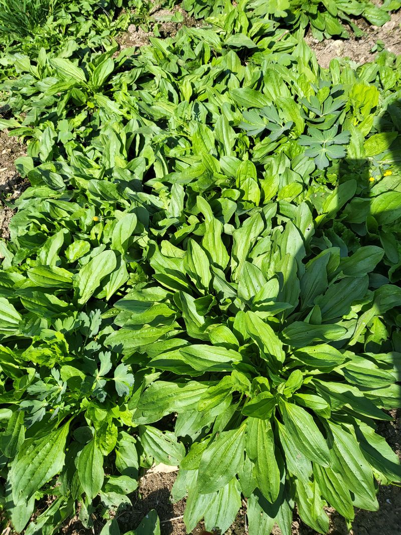 문보라님의 장터 판매 상품 [아스파라거스,머위,민들레,질경이,돗나물,부추] 첨부 사진