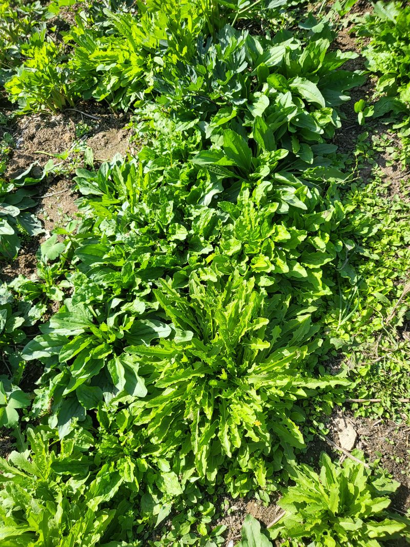 문보라님의 장터 판매 상품 [아스파라거스,머위,민들레,질경이,돗나물,부추] 첨부 사진