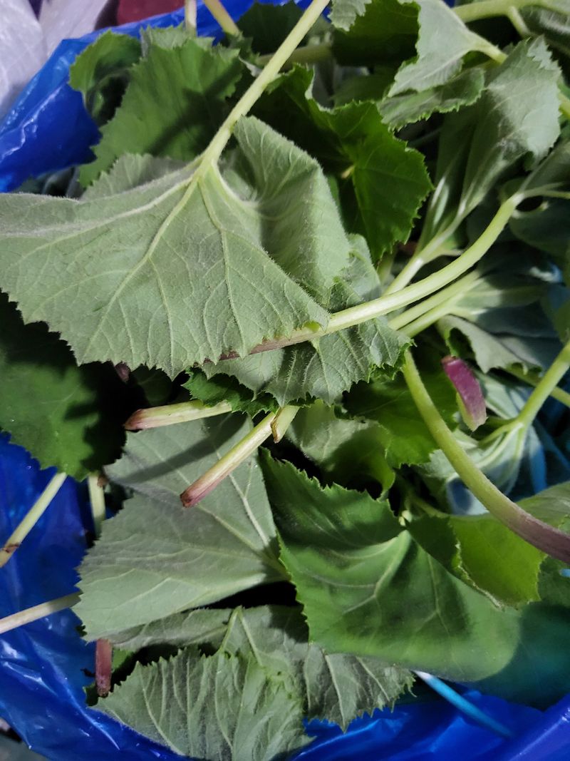 문보라님의 장터 판매 상품 [아스파라거스,머위,민들레,질경이,돗나물,부추] 첨부 사진